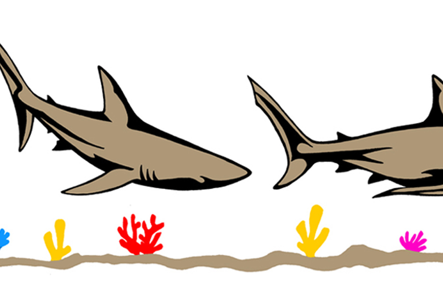 Three Sharks